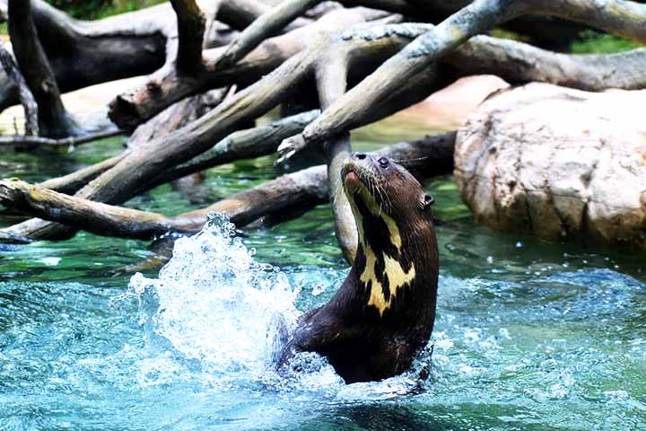 Esse animal é predador com função central nos ecossistemas aquáticos e dieta baseada principalmente em peixes. Ele também pode comer crustáceos, moluscos, répteis (como cobras e tartarugas), pequenos mamíferos (roedores), e aves aquáticas.