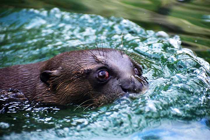 Com peso que pode chegar a 33 quilos e comprimento de até 1,80 metros, passa por uma reintrodução minuciosa com a chegada de Nima. Uma fêmea vinda do Zoológico de Madri, ao lado Coco, um macho trazido da Dinamarca. 