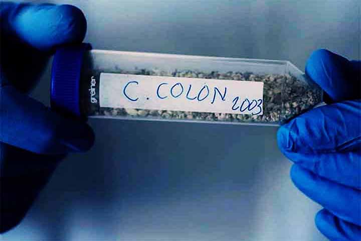 Eles divulgaram o resultado no documentário Columbus DNA: His True Origin (O DNA de Colombo: Sua verdadeira origem), exibido na emissora nacional espanhola RTVE. 