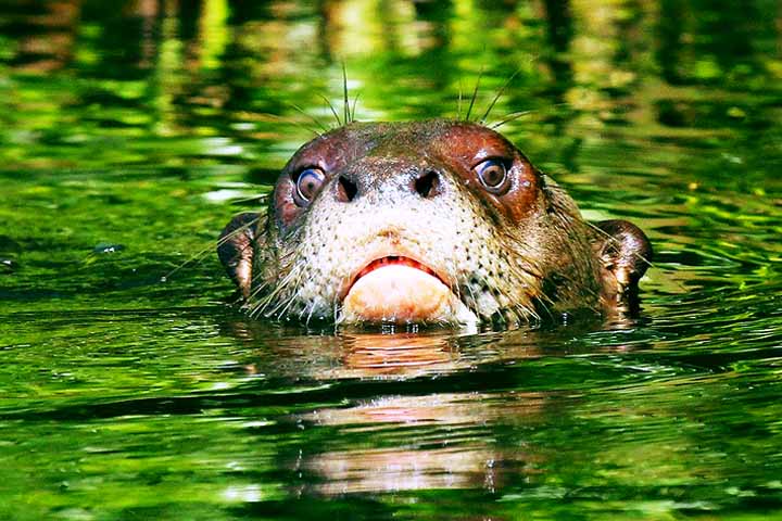 As ariranhas constroem tocas, que são buracos cavados nas margens dos rios, geralmente com várias entradas e várias câmaras dentro. 