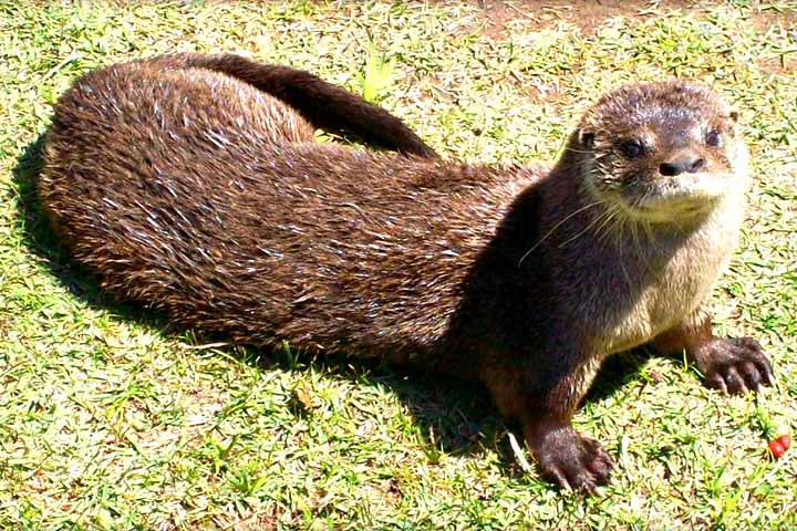 Afinal, o governador Gustavo Valdés salientou que avistar esses animais pode atrair visitantes de diversas partes do mundo e impulsionar a economia local por meio do turismo ecológico.