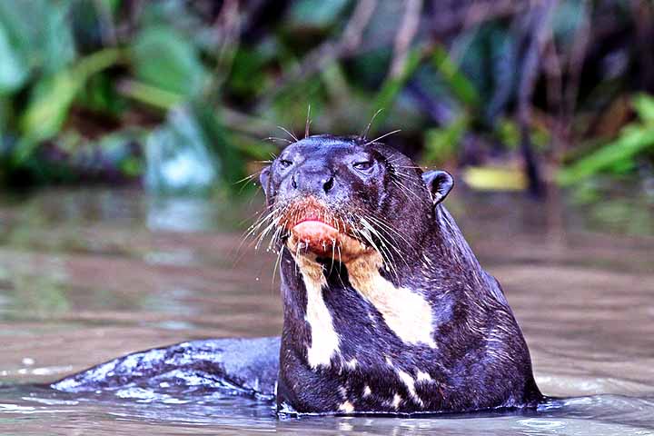 A ariranha é a maior lontra do mundo, um mustelídeo semiaquático e social, com corpo longo, cauda forte e achatada, pelagem densa e membranas entre os dedos para nadar.