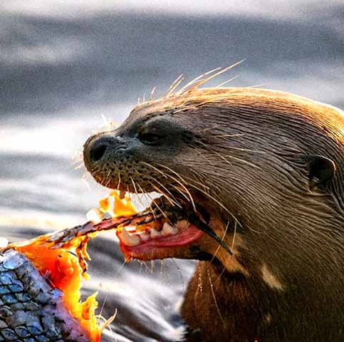 É a espécie de lontra mais barulhenta e foram documentadas vocalizações distintas que indicam alarme, agressão e segurança.