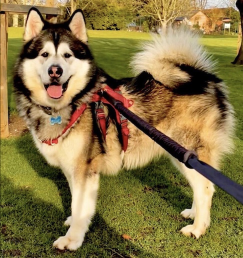 Os passeios com o animal começaram a atrair olhares de curiosos na cidade. “Sempre me perguntam quem está passeando com quem, brincou Sharp.