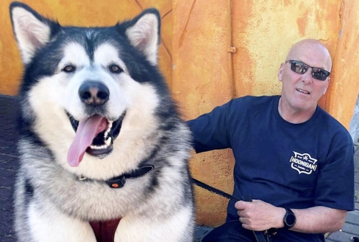 Um cachorro gigante tem chamado a atenção dos moradores de Bourne, na Inglaterra.