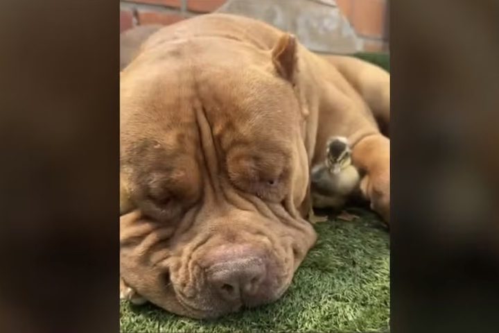 Joker, como é chamado o cachorro, “adotou” o pequeno pato em uma chácara em Sorocaba, São Paulo.