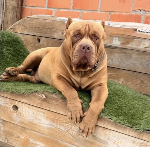 “Os comentários são tão absurdos que já chegaram a escrever que não veem a hora de eu fazer um vídeo chorando por causa da morte da minha filha, ocasionada pelo meu cachorro, contou.