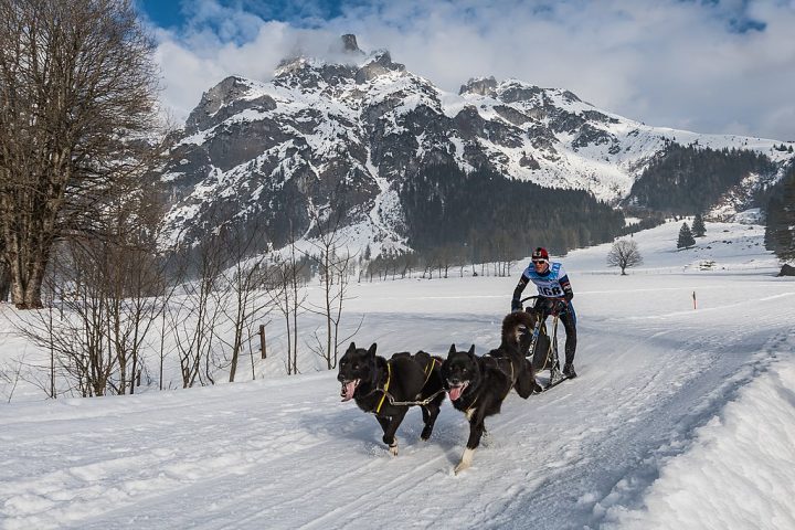 Os Malamutes-do-alaska são conhecidos por sua resistência e foram criados para puxar trenós no frio extremo do Alasca.