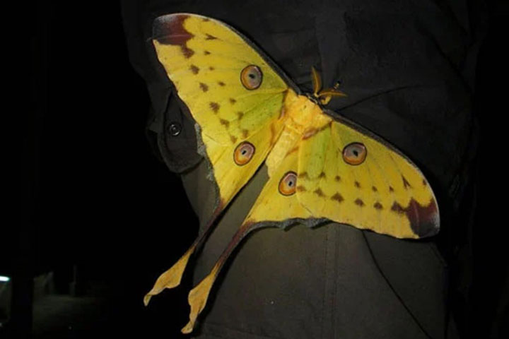 Mariposa Cometa - Comum em Madagascar, também é chamada de mariposa-da-lua. Os machos são bem maiores que as fêmeas. Um aspecto impressionante é a cauda longa, vermelha e amarela, usada na defesa contra atacantes