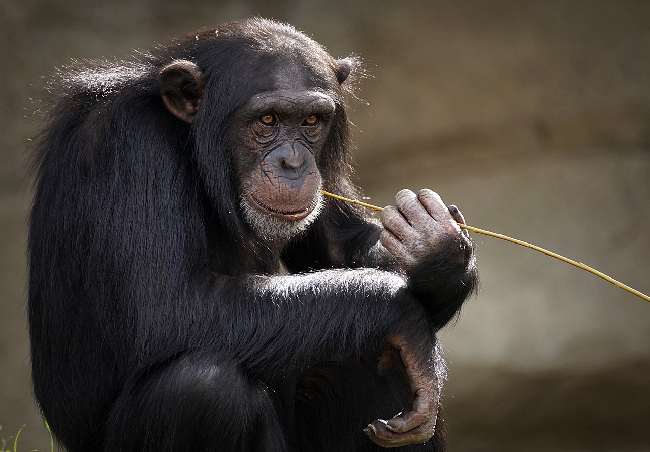 Os chimpanzés criam ferramentas simples, possuem habilidades sociais avançadas, capacidade de aprender a linguagem de sinais, exibem atitudes altruístas e empatia e conseguem resolver problemas.