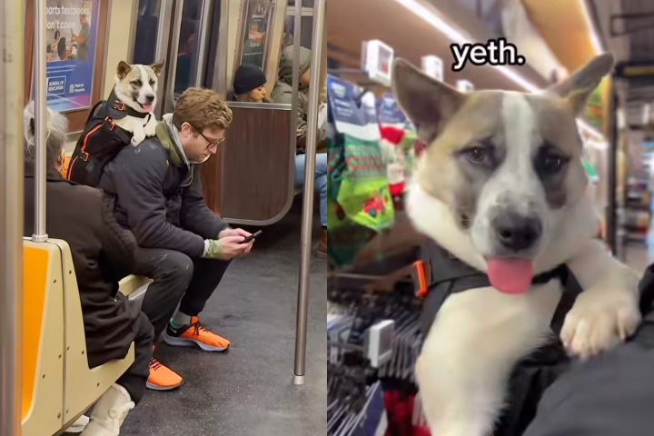 Os passeios com os cães adotáveis duram algumas horas e incluem trajetos de metrô, visitas a parques e encontros espontâneos com pessoas nas ruas.