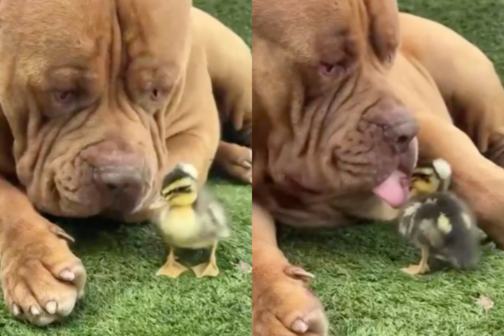 A amizade improvável entre um cão de 80 kg da raça American Bully e um filhote de pato encantou usuários nas redes sociais.
