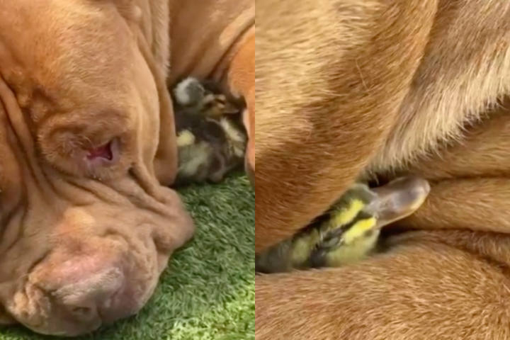 “Quando eu fui ver a chocadeira e ajudar o patinho a sair da casca do ovo, o Joker ficou ali do lado, olhando todo aquele procedimento que eu estava fazendo, contou.