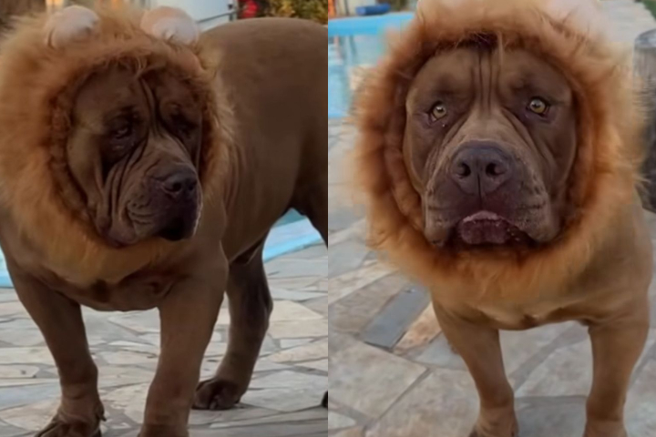 Nas redes sociais, ela usa os vídeos para mostrar o lado carinhoso do animal e combater o preconceito contra a raça, muitas vezes associada à agressividade.