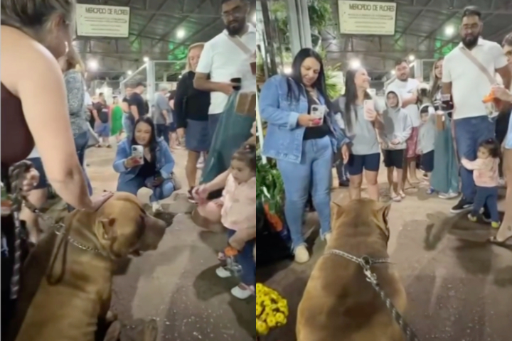 “Em todo lugar que vou, o Joker vira um evento. As pessoas ficam em volta dele, as crianças passam a mão e ele não está nem aí, continua sentado, apenas curtindo o momento, descreveu a tutora.