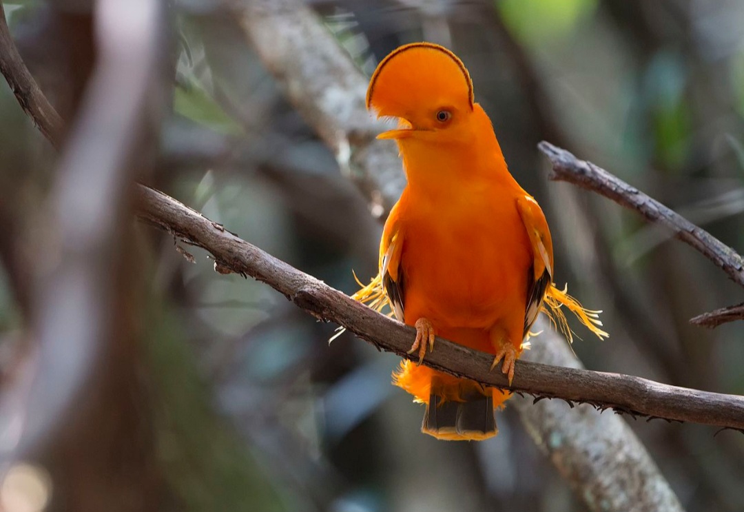 Galo-da-serra (Rupicola rupicola) - Essa ave é nativa da América do Sul, especialmente nas florestas da Amazônia. Vive em áreas montanhosas e cavernas, onde se abriga e nidifica. Pode viver cerca de 15 anos.