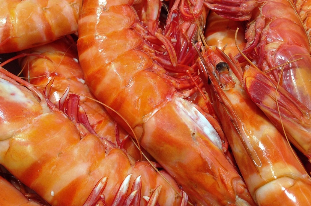 O camarão se transformou em alimento devido à sua abundância em diversos ecossistemas aquáticos, ao seu sabor e valor nutricional, e à sua adaptação à preparação e consumo humano.