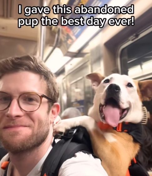 Mais do que cenas carismáticas, a ação gera resultados concretos. Ao circular fora do ambiente dos abrigos, os cães chamam a atenção e interagem com pedestres. 