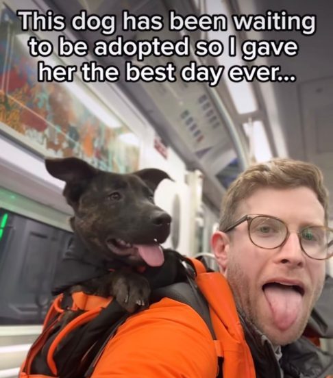 Foi ali que ele percebeu como aquele formato poderia ajudar outros animais a serem vistos além dos muros dos abrigos.