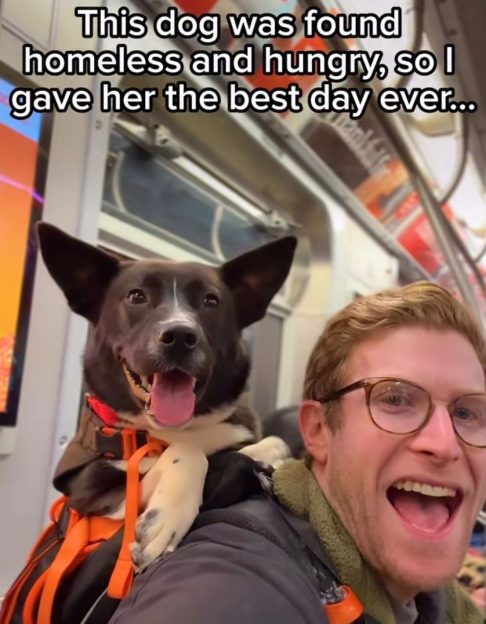 Um exemplo é a cadela Bertha, que participou de um desses passeios e foi adotada poucos dias depois.