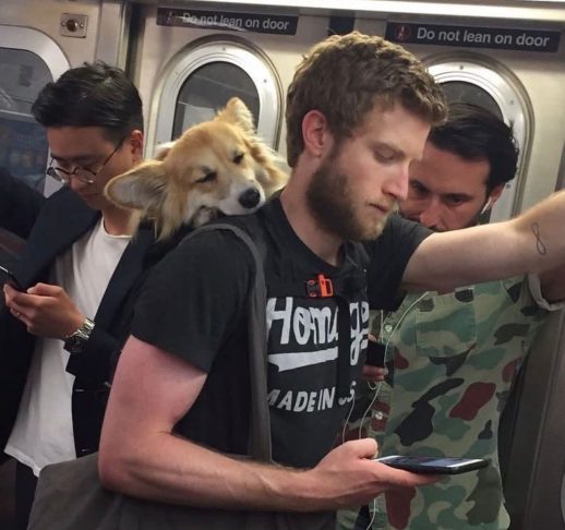 A inspiração para o projeto surgiu de forma natural. Antes de envolver animais resgatados, Bryan já levava sua própria cadela, Maxine, para passear de metrô dentro de uma mochila.