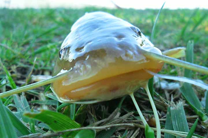 Uma das marcas mais evidentes do peixe bagre são os longos “bigodes”, os barbilhões, localizados ao redor da boca. Esses apêndices sensoriais funcionam como radares naturais, ajudando o animal a identificar alimentos, obstáculos e variações do ambiente, especialmente em águas turvas ou com pouca visibilidade. 
