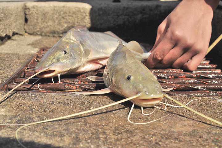 Registros no início de 2026 em municípios como Caraguatatuba e Ubatuba chamaram a atenção das autoridades e da população, não apenas pela frequência do fenômeno, mas também pelos riscos associados a esse tipo de peixe.
