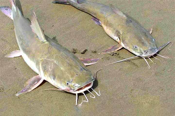 A recorrente presença de peixes bagres, tanto vivos quanto mortos, na areia e em áreas rasas do mar em praias do Litoral Norte paulista tem despertado apreensão entre moradores e visitantes. 
