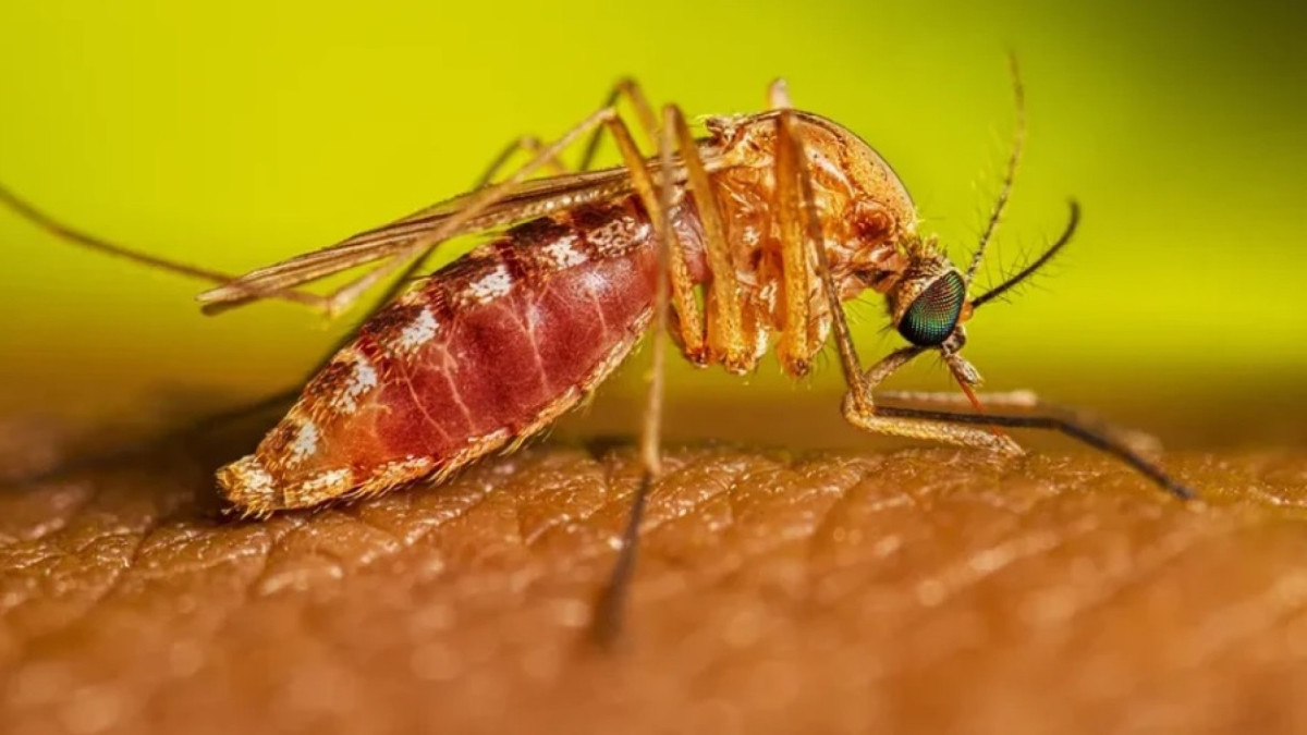 Doença transmitida por mosquitos deixou homem de 49 anos em coma (imagem de apoio ilustrativo)