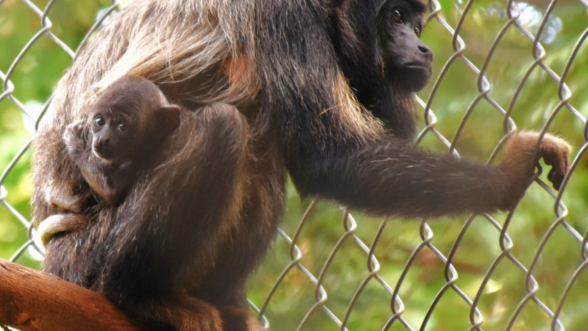 Macaco de espécie ameaçada em extinção nasce no Zoológico Municipal Sargento Prata