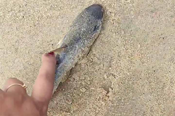 Segundo a administração municipal de Ubatuba, o surgimento desses peixes nas praias não é considerado habitual. Entre as possíveis explicações está o aumento da temperatura da água do mar, que pode gerar estresse térmico nos animais e, em alguns casos, levá-los à morte, fazendo com que acabem encalhados na areia ou muito próximos da costa.
