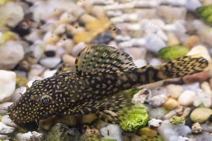 Em algumas regiões do país, determinadas espécies também são utilizadas na alimentação humana, sendo apreciadas na culinária regional, desde que manipuladas com cuidado antes do preparo.
