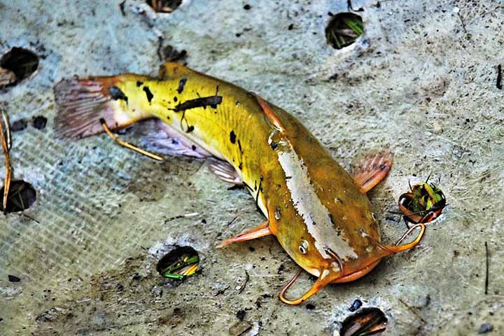 No Brasil, há espécies de bagres típicas de água doce, comuns em rios e represas, e outras adaptadas ao ambiente marinho, frequentemente encontradas em regiões costeiras e estuários. Algumas espécies realizam deslocamentos em busca de alimento ou melhores condições ambientais, o que pode explicar aparições em locais incomuns, como praias rasas ou faixas de areia. 
