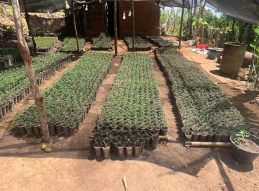 Mudas de maconha foram encontradas durante investigação na zona rural de Redenção 