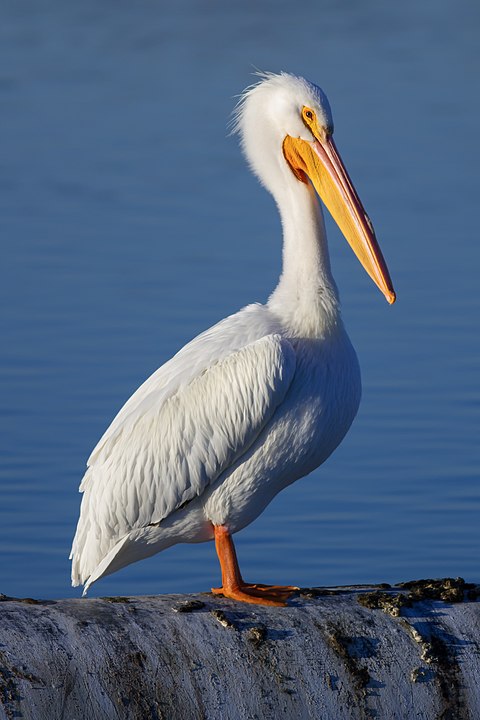 Pelicano-branco-americano (Pelecanus erythrorhynchos) – Possui um bico longo com uma grande bolsa flexível que ajuda a capturar peixes, funcionando como uma rede. Vive em lagos, rios e zonas costeiras da América do Norte.