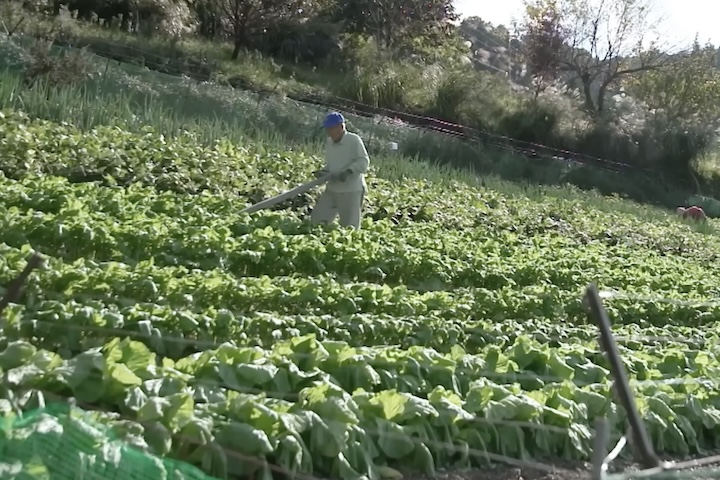 Ele cultiva sozinho uma pequena plantação tradicional de arroz em encostas remotas, utilizando métodos herdados de gerações anteriores. 