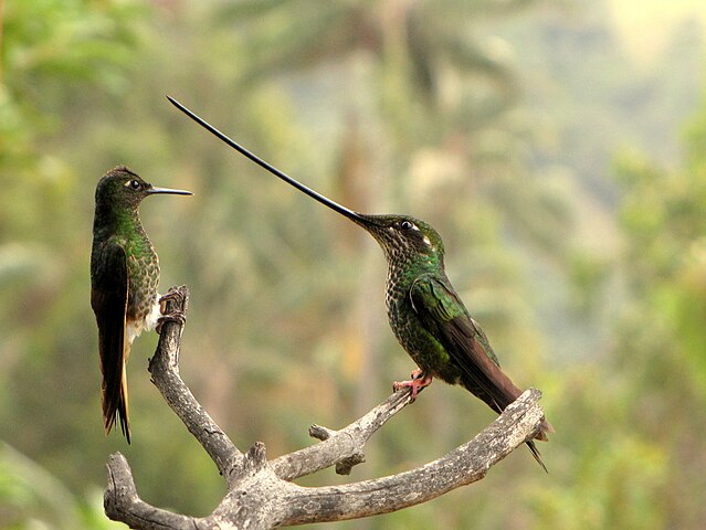Beija-Flor bico de espada Ensifera ensifera) - Tem um bico levemente curvado para cima e 25% maior que o corpo. Seu bico permite acesso ao néctar de talos de flores mais compridos, além de poder ser usado em disputas territoriais com outros beija-flores, Mas pode dificultar o voo.
