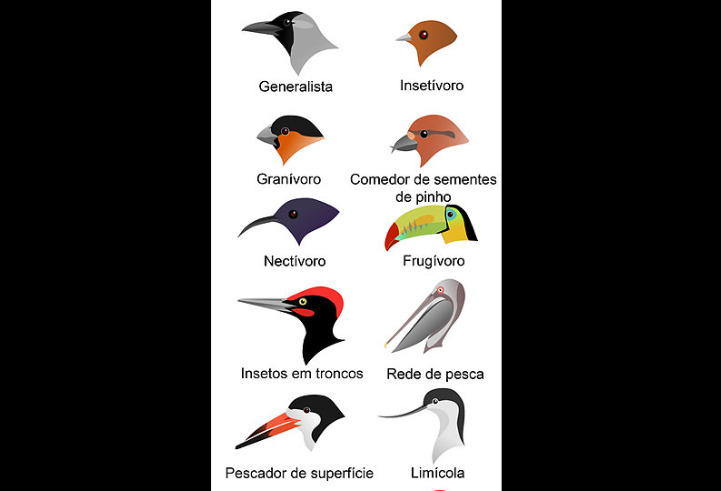 Pelo mundo, encontramos espécies com bicos exóticos e adaptados a seus habitats e hábitos alimentares. Desde os grandes bicos dos tucanos até os finos e sensíveis dos kiwis, cada um é um exemplo de como a evolução moldou essas estruturas para a sobrevivência.