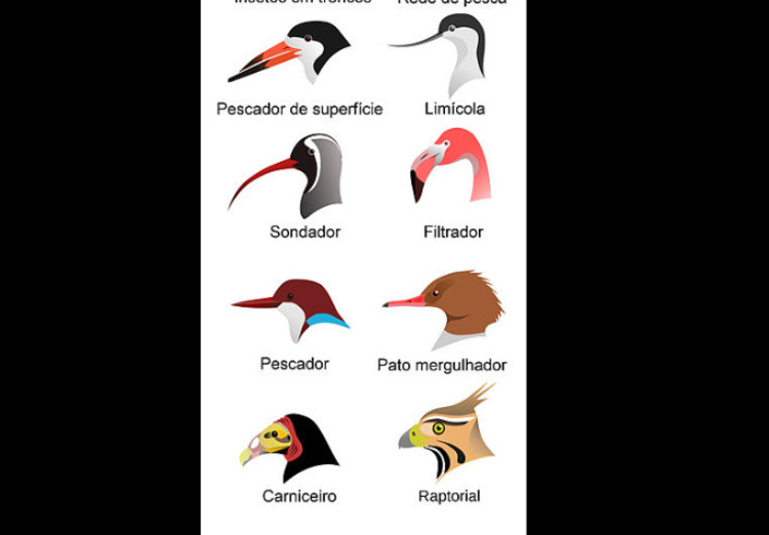 Além de serem essenciais para a alimentação, os bicos desempenham papéis importantes na defesa, comunicação, construção de ninhos e até na regulação térmica.