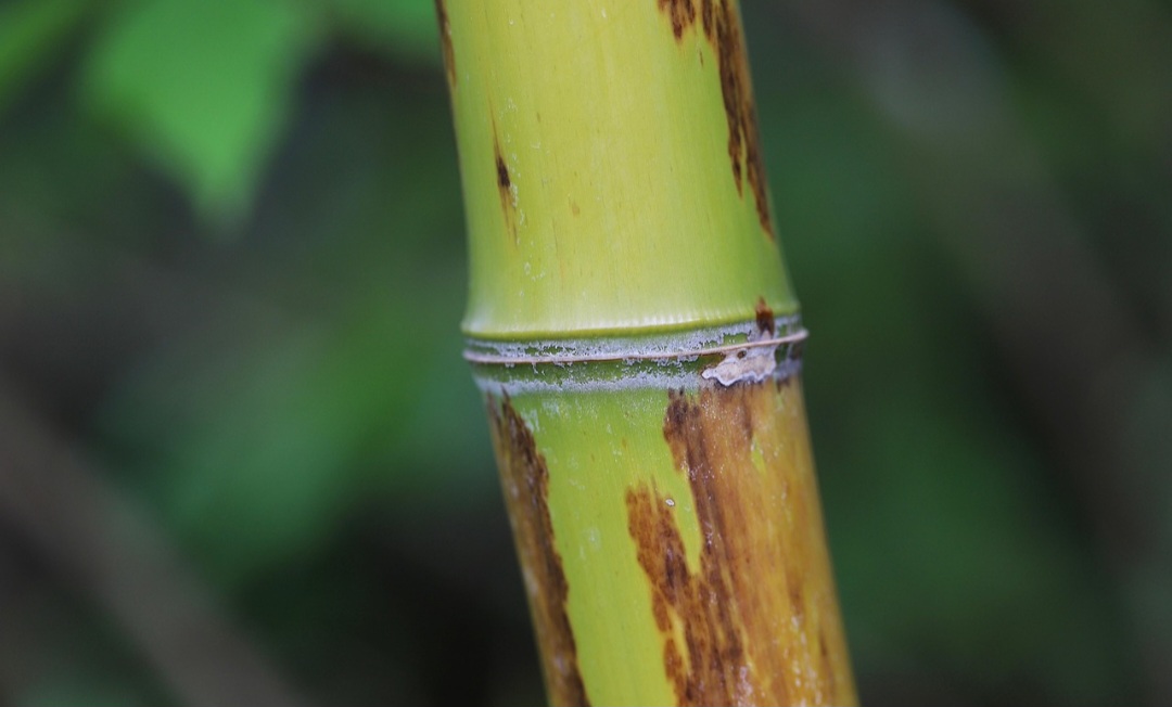 Para fortalecer a cadeia produtiva do bambu, o governo brasileiro e a Embrapa desenvolveram projetos de cooperação tecnológica. Um exemplo é o memorando de entendimento com a China, firmado para estimular pesquisas e transferência de tecnologia sobre bambu.