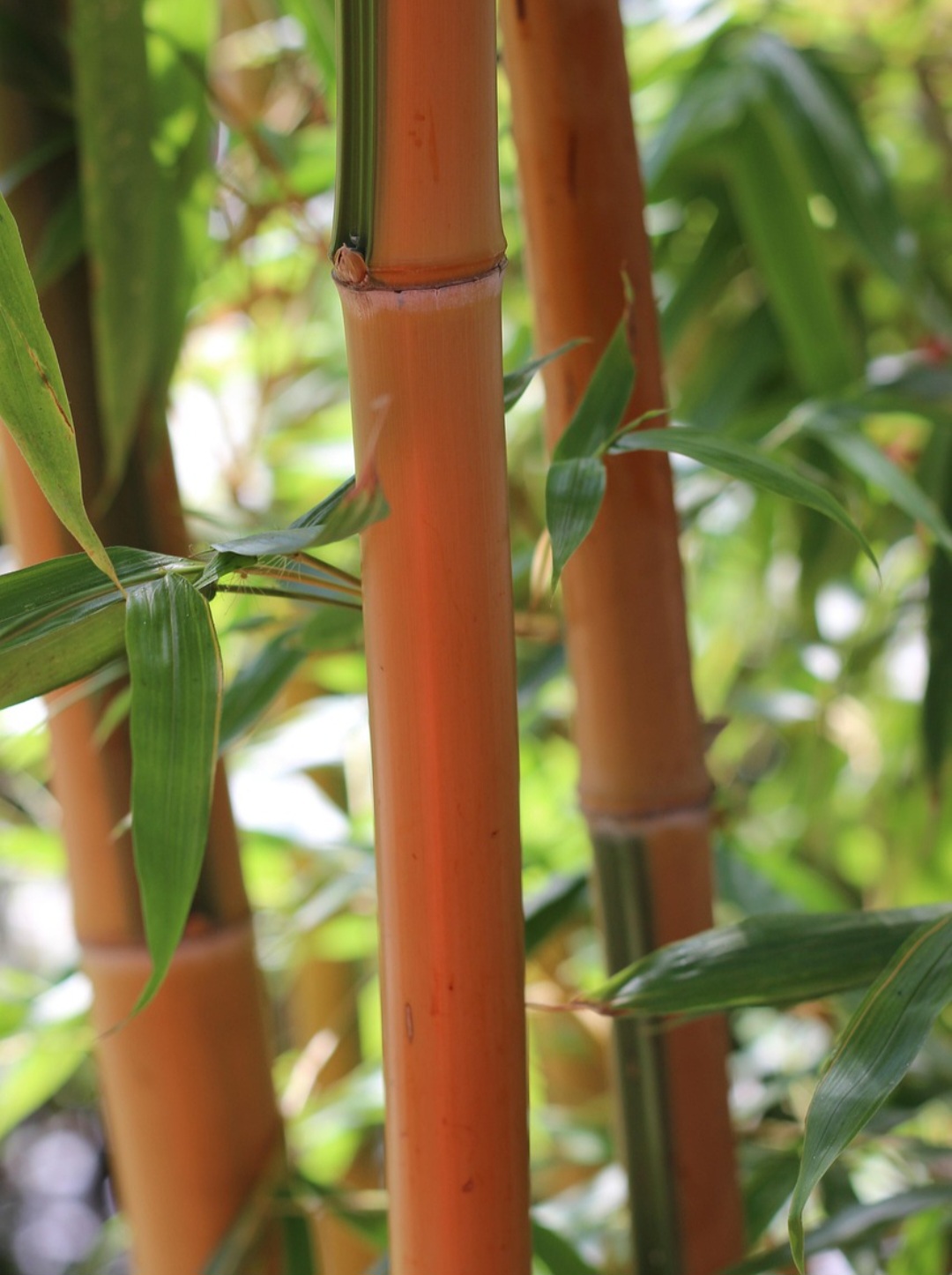 No entanto, é importante escolher a espécie correta para maximizar esse efeito, o que nem sempre é tão simples como se afirma popularmente. Porém, há vários mitos e equívocos difundidos sobre o bambu.