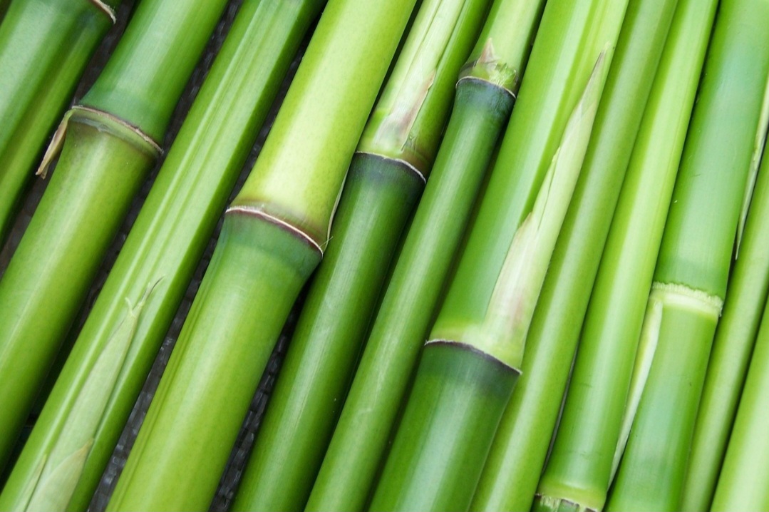 Outro uso enganoso do termo “bambu” aparece na indústria têxtil: algumas marcas usam o rótulo “tecido de bambu”, mas o produto é na verdade rayon (viscose) derivado de bambu, produzido por meio de processos químicos e pouco sustentável.