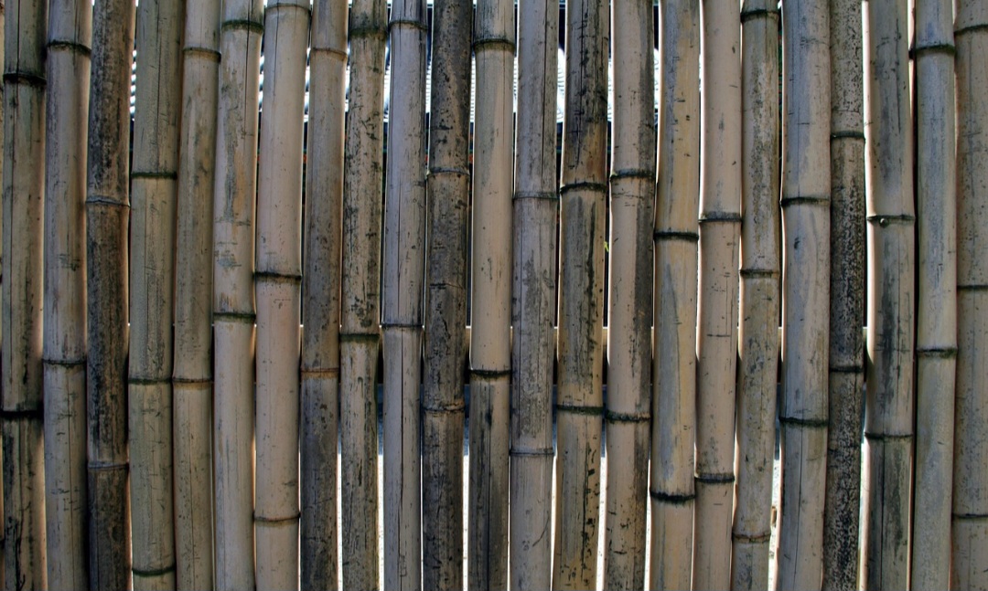 Ainda que existam obstáculos, o bambu emerge como uma alternativa estratégica para regiões degradadas e para a economia verde. Com políticas adequadas, pesquisa e cooperação internacional, ele pode se tornar ainda mais sustentável, unindo tradição botânica, inovação tecnológica e benefício social.