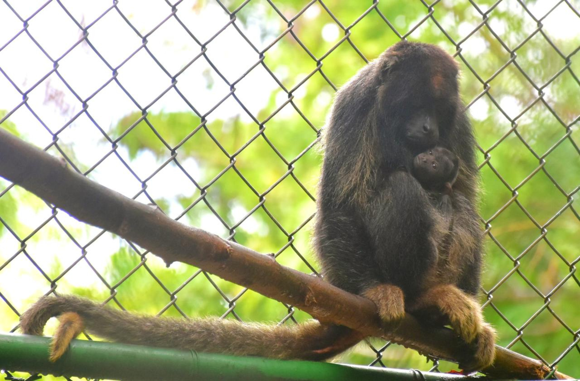 Macaco de esp&eacute;cie amea&ccedil;ada em extin&ccedil;&atilde;o nasce no Zool&oacute;gico Municipal Sargento Prata