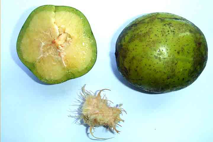 Dessa forma, a fruta foi introduzida no Brasil, provavelmente pelas Guianas, e se adaptou bem ao clima tropical, tornando-se comum no Norte e Nordeste. 