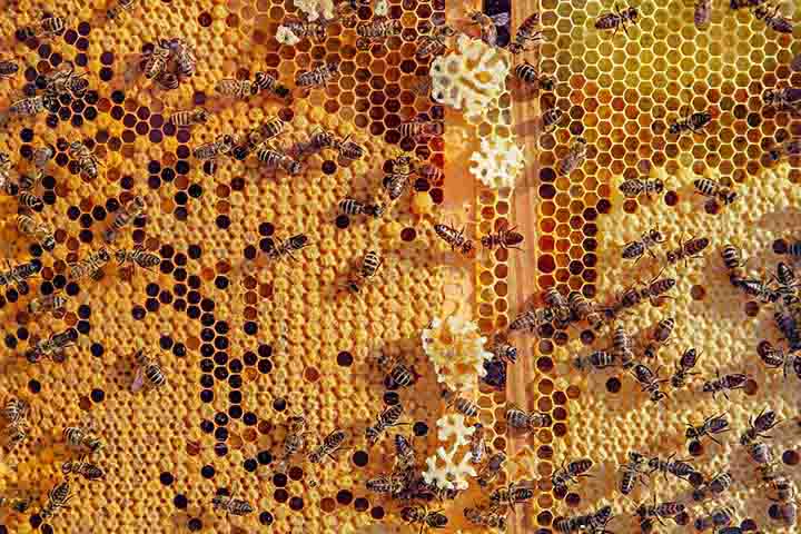 Produzida pelas abelhas operárias a partir de glândulas cerígenas localizadas em seu abdômen, ela serve como matéria-prima para a construção dos favos - estruturas que armazenam mel, pólen e abrigam crias. 
