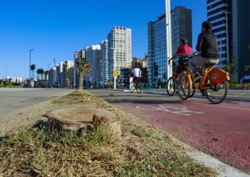 Carna&uacute;bas foram retiradas e ainda n&atilde;o foram replantadas