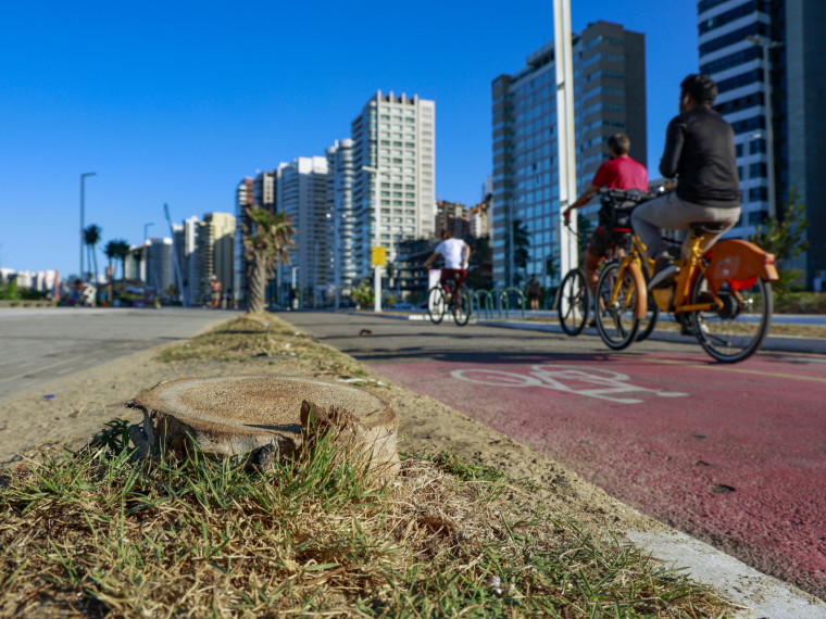 Carna&uacute;bas foram retiradas e ainda n&atilde;o foram replantadas