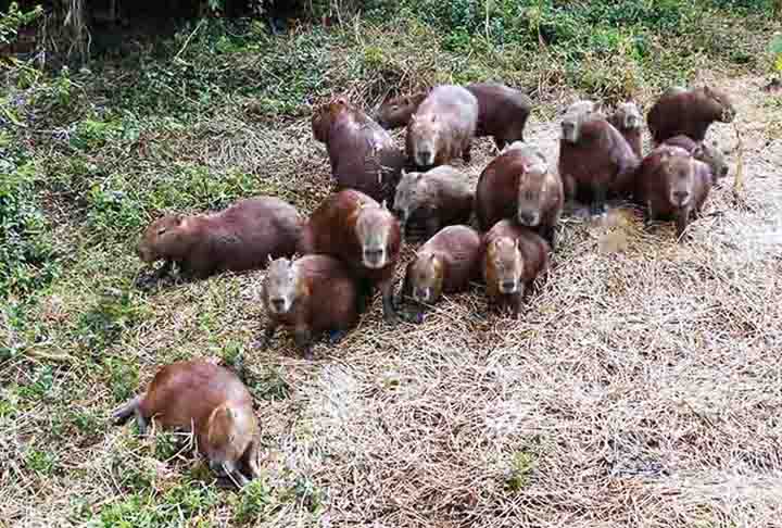 Apesar da convivência pacífica com a maioria dos predadores naturais, as capivaras enfrentam ameaça significativa por parte dos seres humanos.