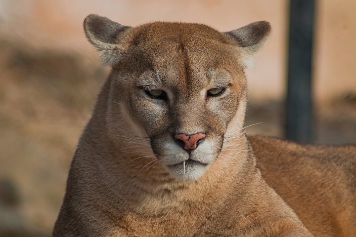 Além disso, para garantir a segurança de todos, o ideal é acionar as autoridades como o Corpo de Bombeiros (193) ou a Polícia Militar Ambiental (190).